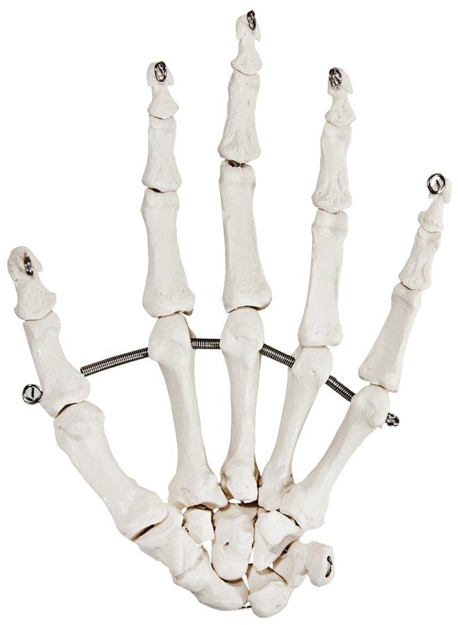 Axis Scientific Skeletal Hand | Left | Fully Articulated Flexible Hand Skeleton is Secured with Quality Wire to Demonstrate Movement | Includes Product Manual - Image 2